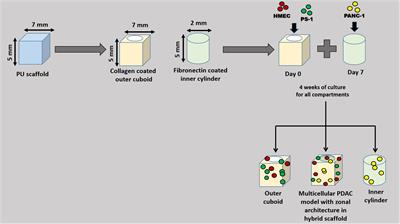 A Novel Scaffold-Based Hybrid Multicellular Model for Pancreatic Ductal Adenocarcinoma—Toward a Better Mimicry of the in vivo Tumor Microenvironment